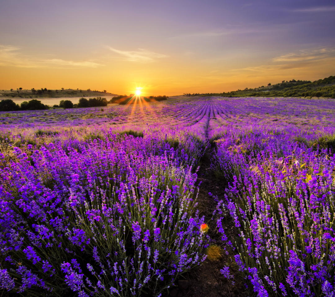 Screenshot №1 pro téma Provence Sunrise 1080x960