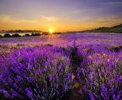 Sfondi Provence Sunrise 176x144