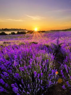 Fondo de pantalla Provence Sunrise 240x320
