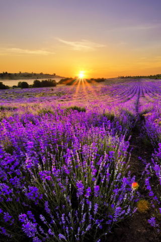 Provence Sunrise screenshot #1 320x480