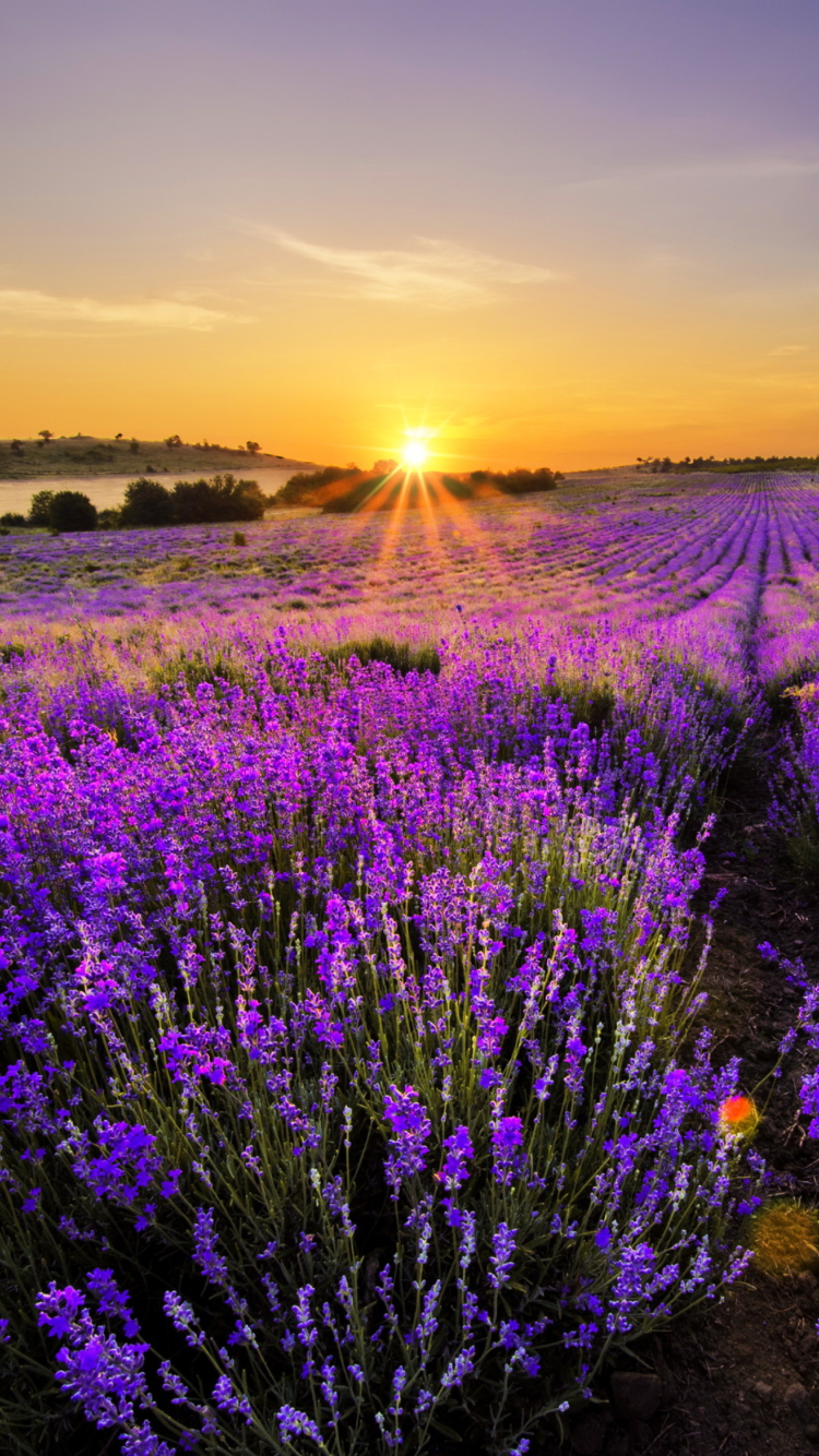 Обои Provence Sunrise 750x1334