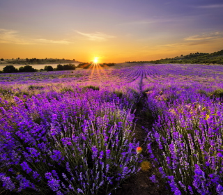 Provence Sunrise sfondi gratuiti per 208x208