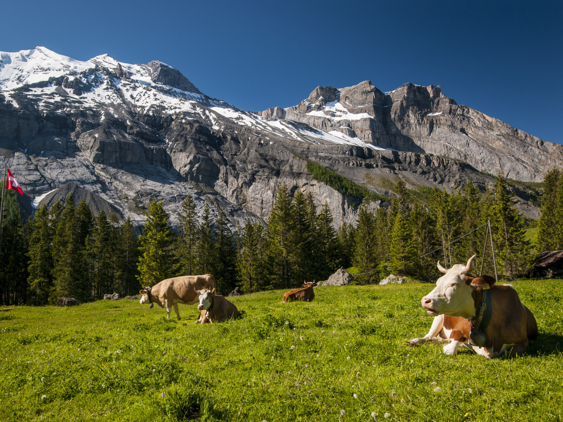 Das Switzerland Mountains And Cows Wallpaper 1152x864