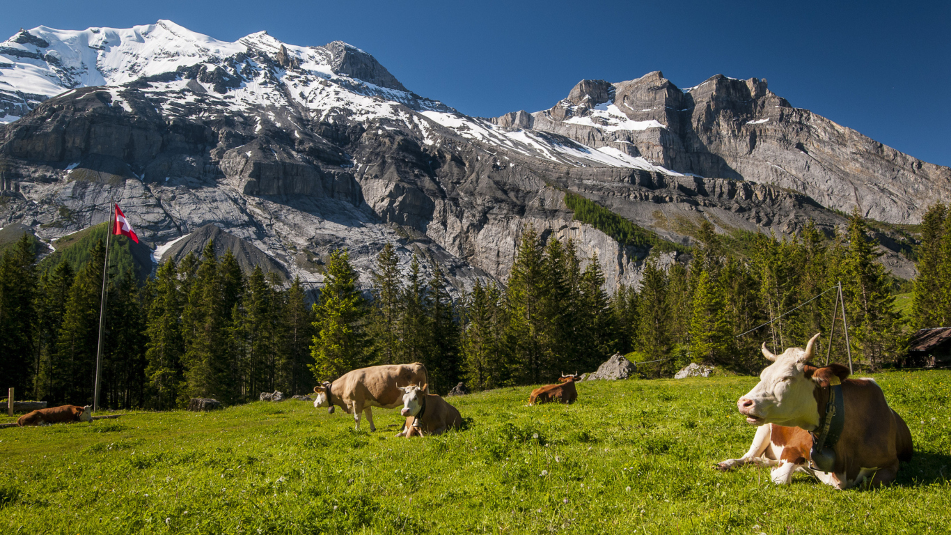 Screenshot №1 pro téma Switzerland Mountains And Cows 1366x768