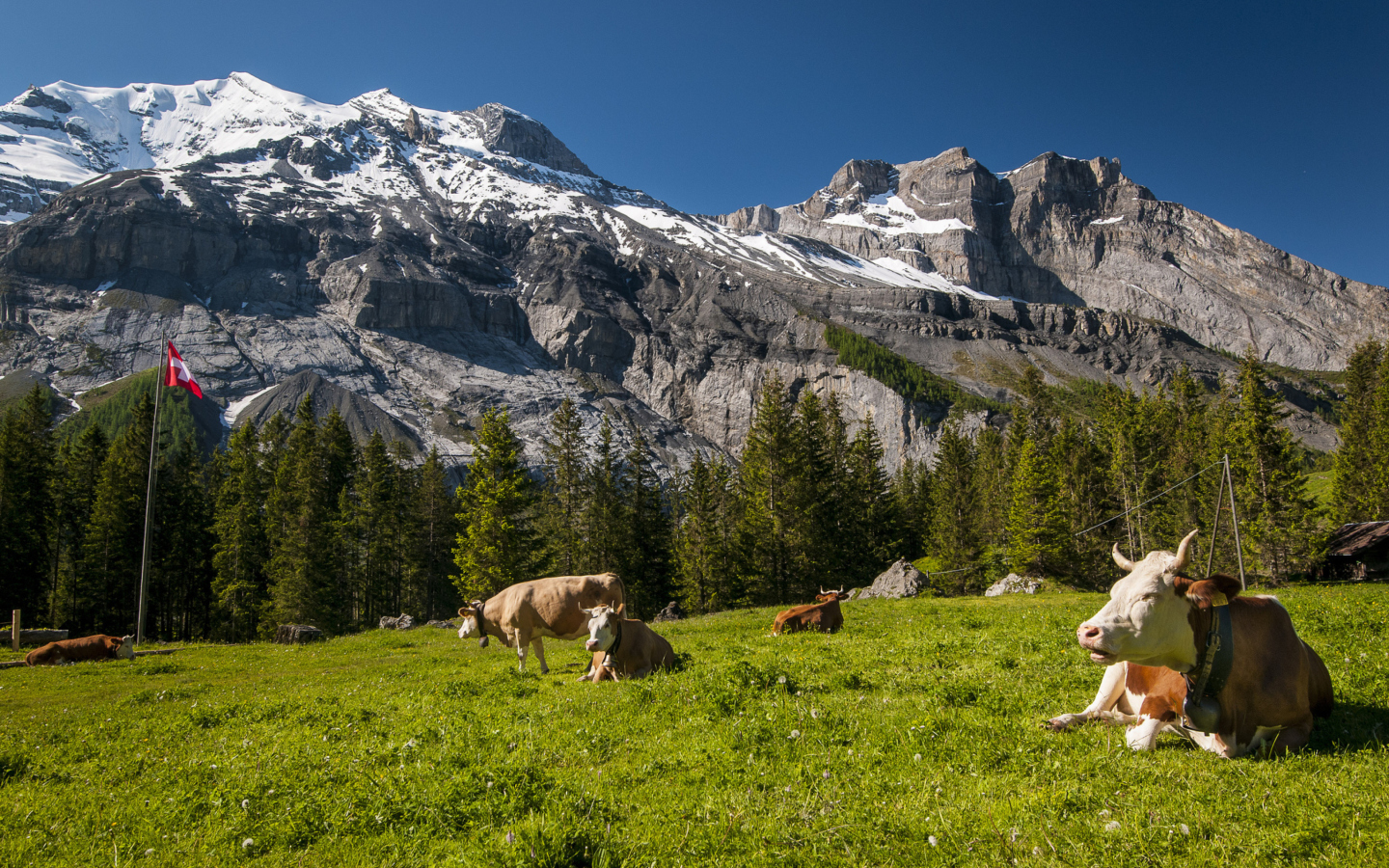 Screenshot №1 pro téma Switzerland Mountains And Cows 1440x900