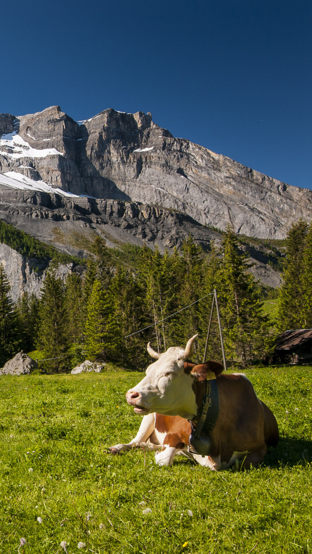 Das Switzerland Mountains And Cows Wallpaper 640x1136