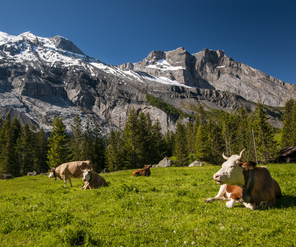 Switzerland Mountains And Cows wallpaper 960x800