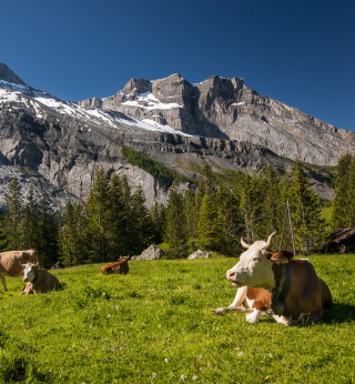 Kostenloses Switzerland Mountains And Cows Wallpaper für 1024x1024