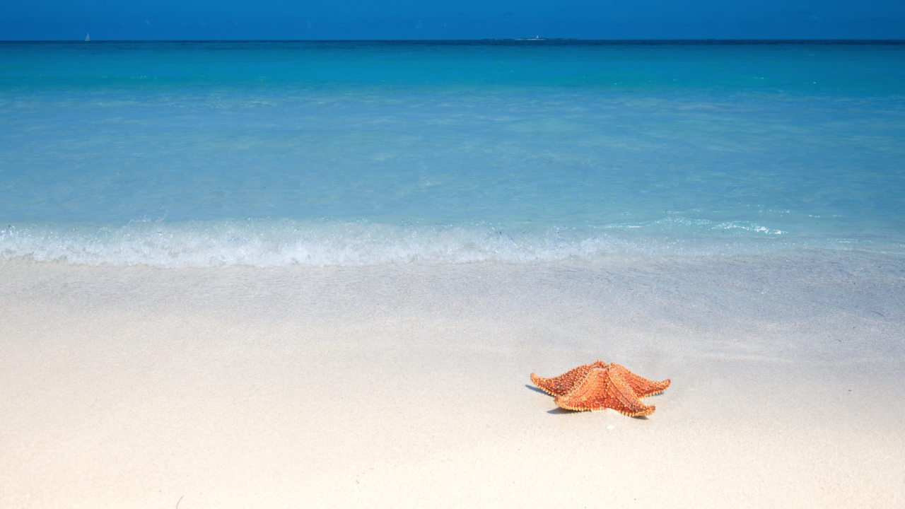 Starfish Sunbathing screenshot #1 1280x720