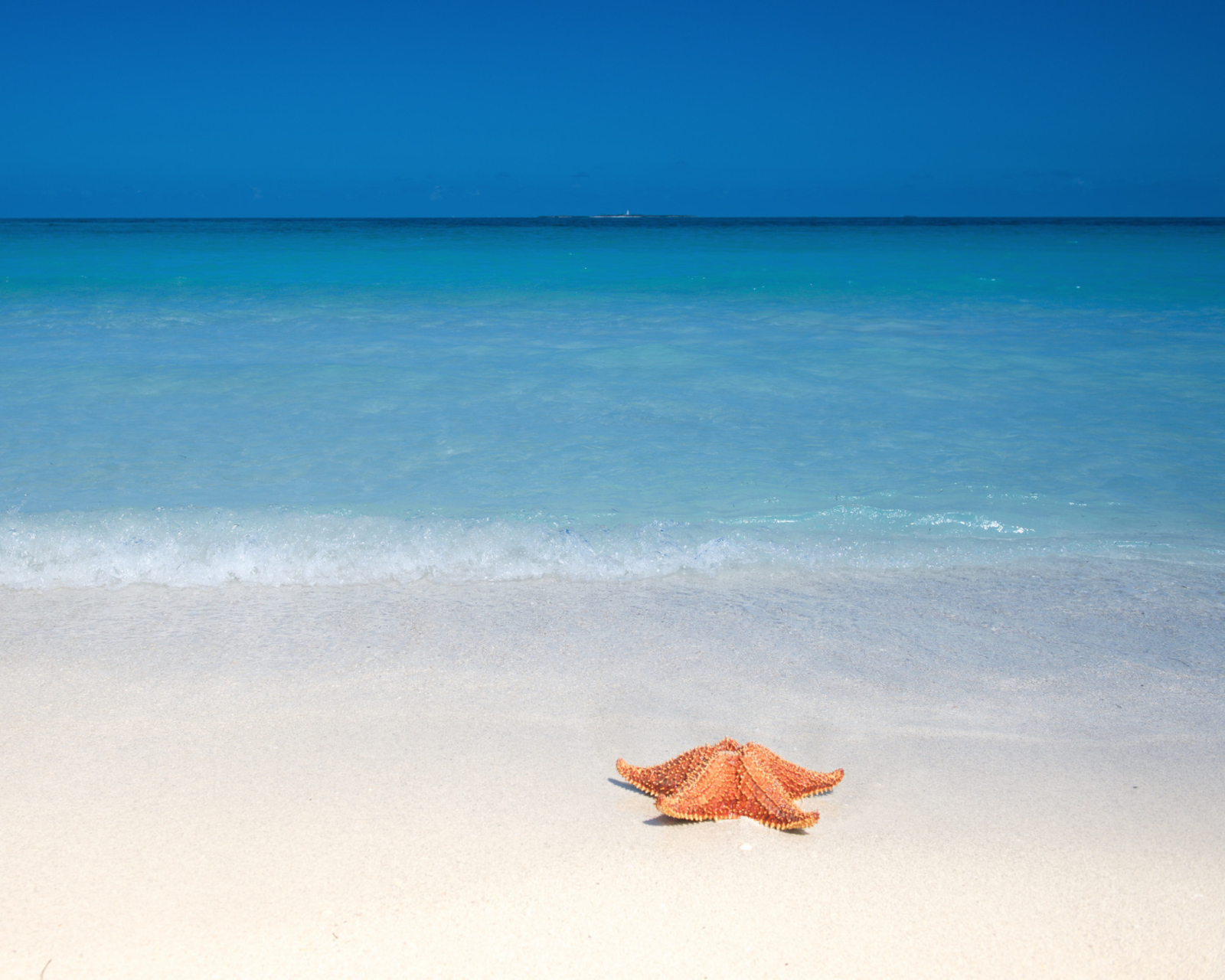 Screenshot №1 pro téma Starfish Sunbathing 1600x1280