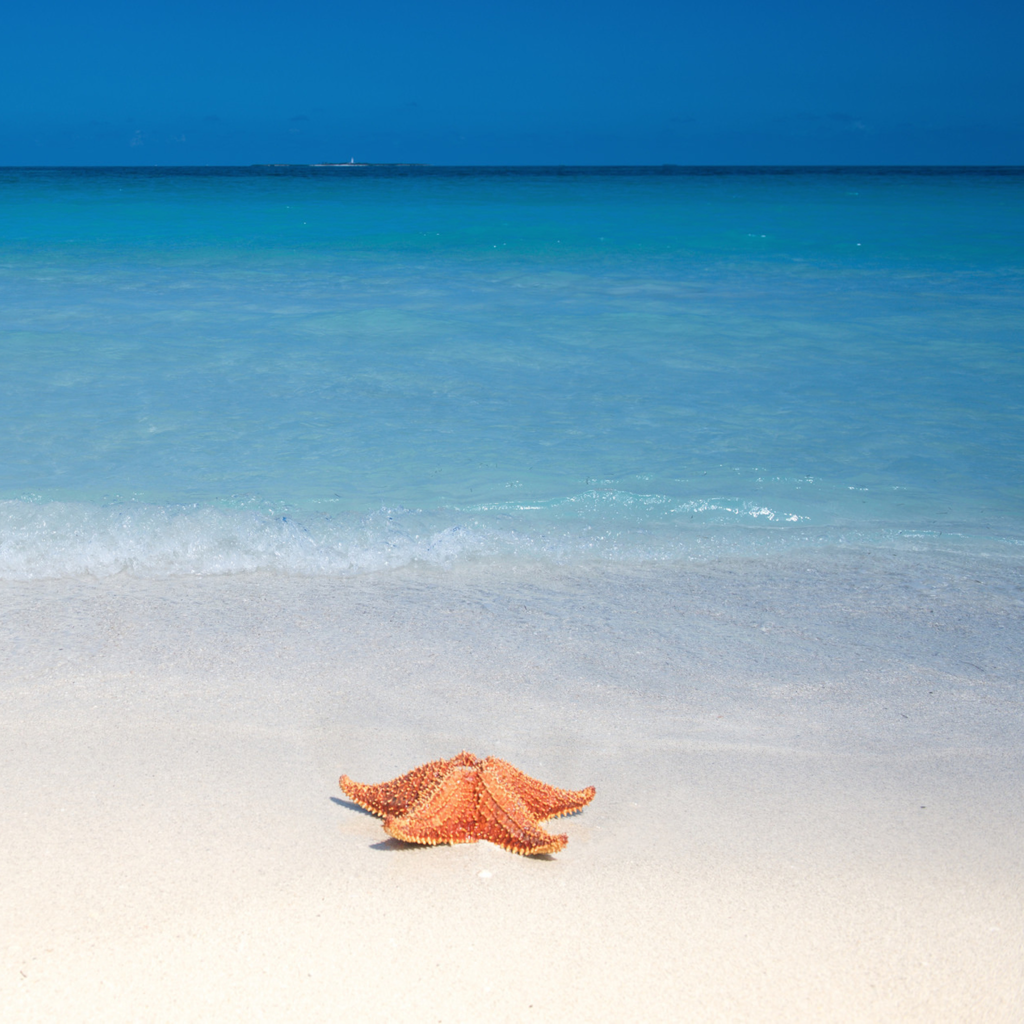 Screenshot №1 pro téma Starfish Sunbathing 2048x2048