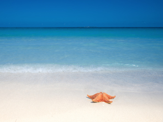 Screenshot №1 pro téma Starfish Sunbathing 320x240