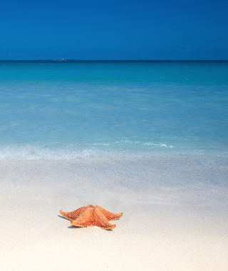 Starfish Sunbathing - Obrázkek zdarma pro iPhone 4S