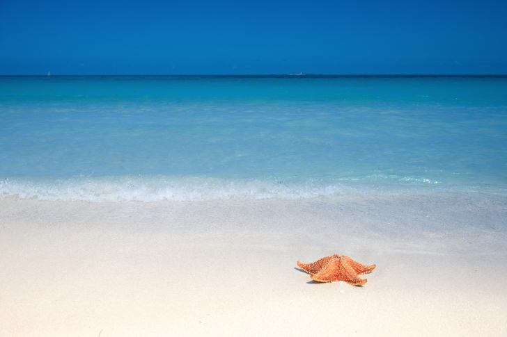 Starfish Sunbathing wallpaper