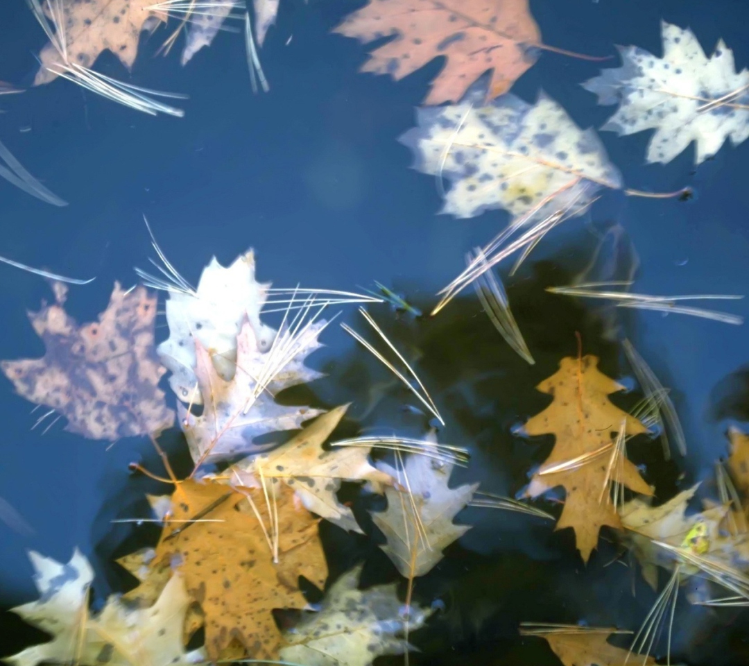 Fondo de pantalla Leaves In Water 1080x960