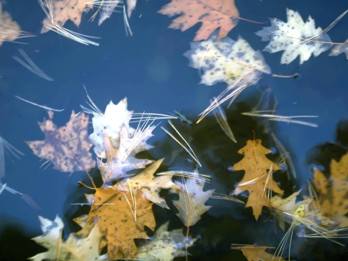 Screenshot №1 pro téma Leaves In Water 1152x864