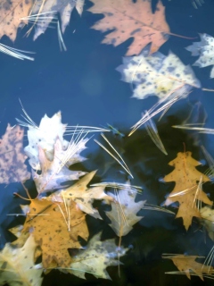 Leaves In Water screenshot #1 240x320