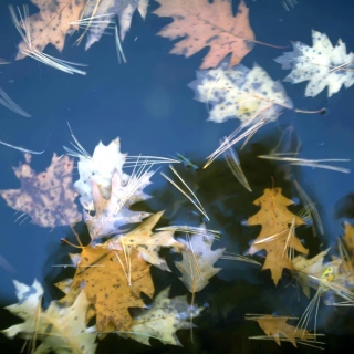 Kostenloses Leaves In Water Wallpaper für iPad Air
