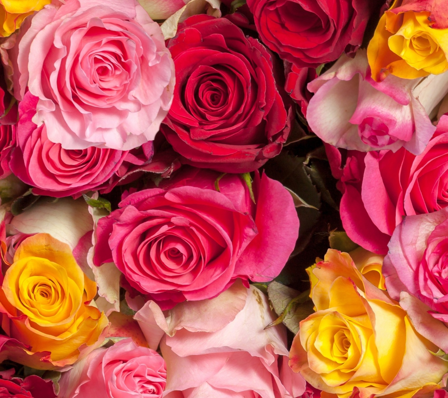Обои Colorful Roses 5k 1440x1280