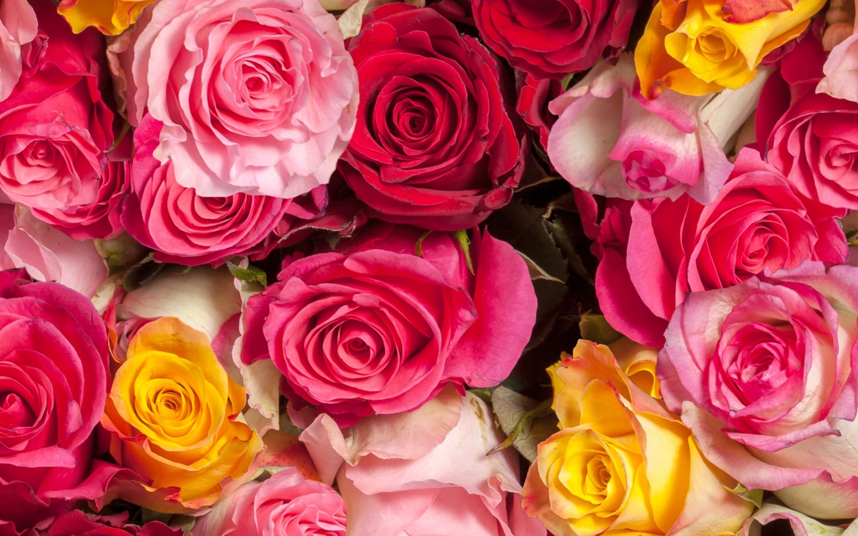 Colorful Roses 5k wallpaper 1680x1050