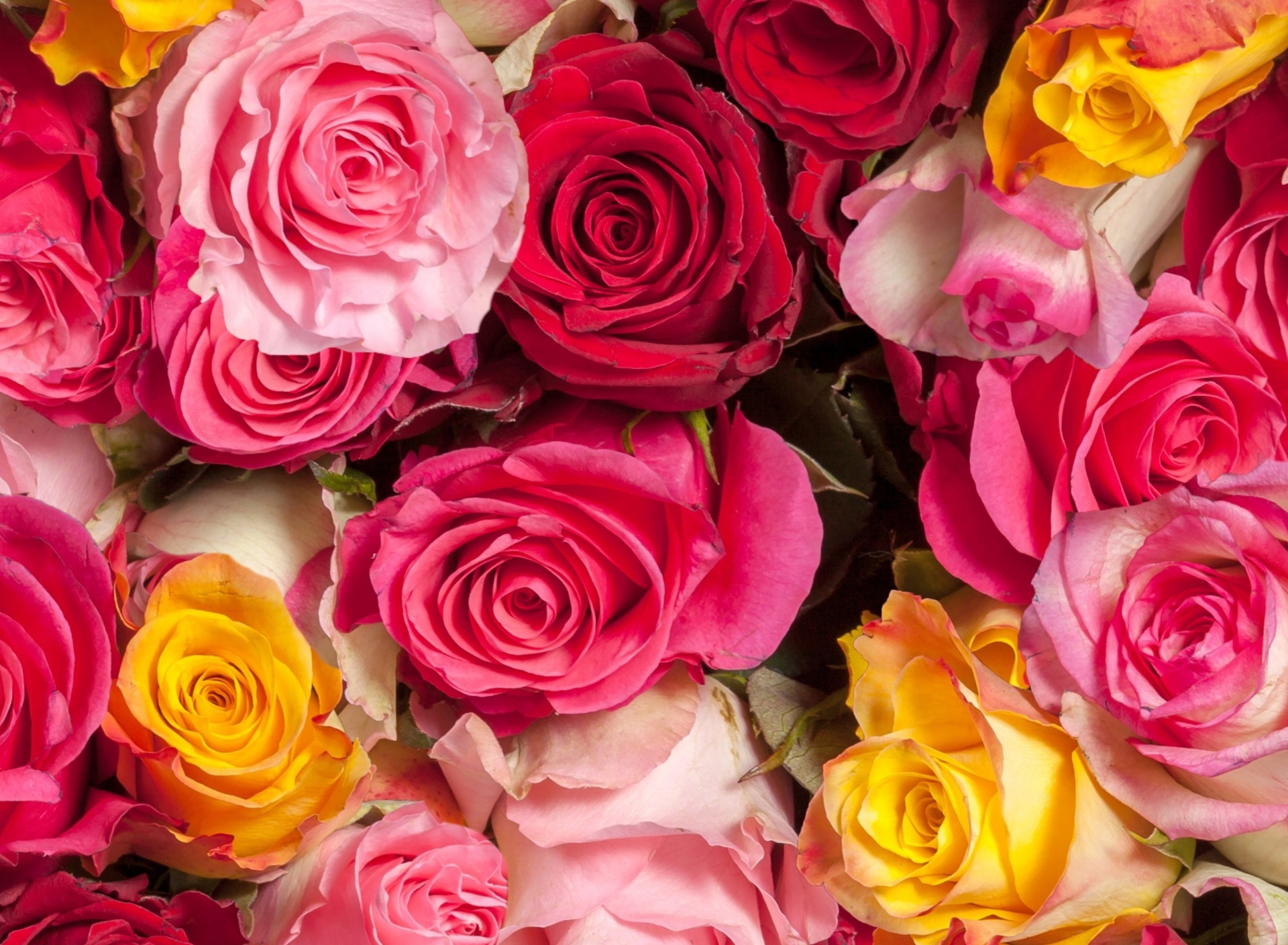 Colorful Roses 5k wallpaper 1920x1408