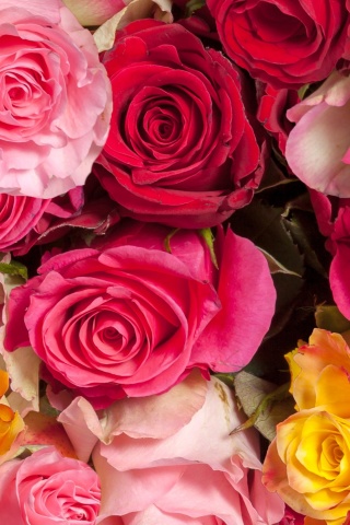 Colorful Roses 5k wallpaper 320x480