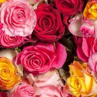 Картинка Colorful Roses 5k на телефон 2048x2048