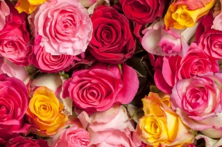 Kostenloses Colorful Roses 5k Wallpaper für Android, iPhone und iPad