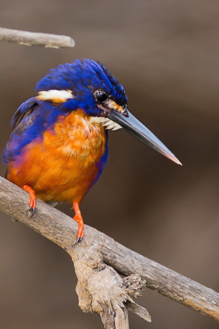 Orange And Blue Bird screenshot #1 320x480