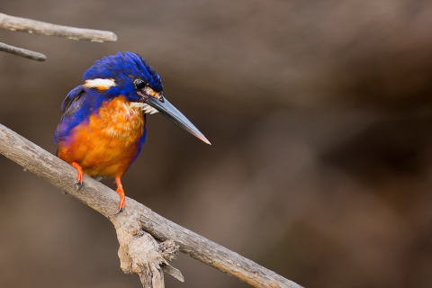 Orange And Blue Bird wallpaper 480x320