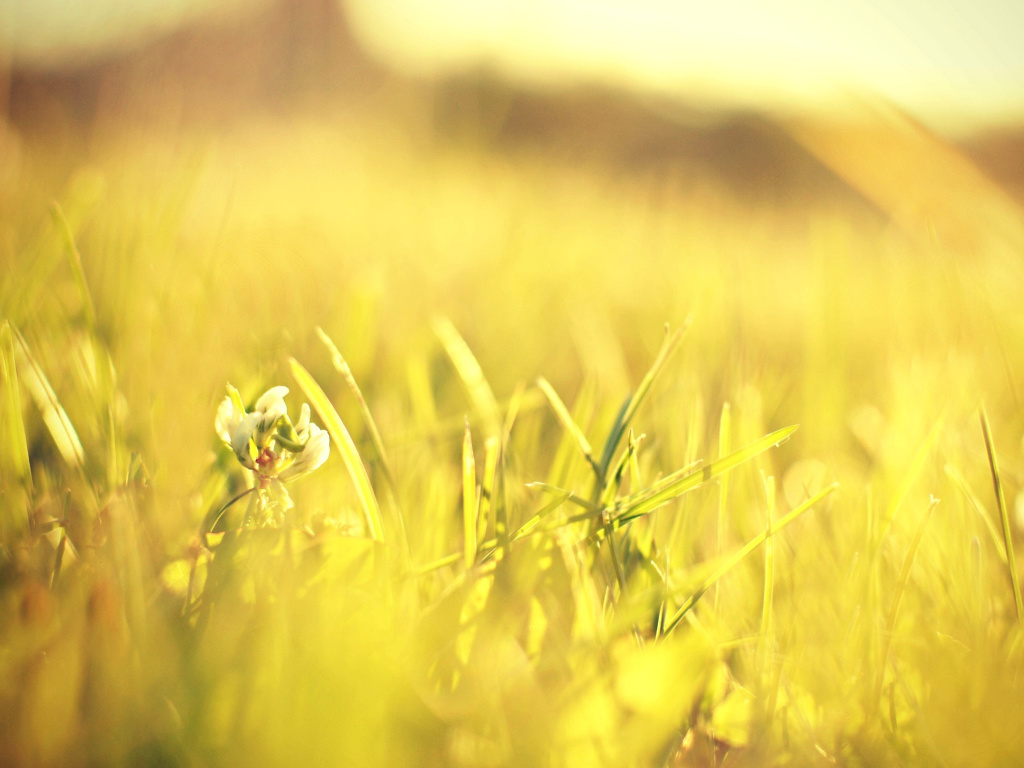 Sfondi Macro Grass on Meadow 1024x768