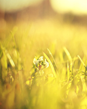 Fondo de pantalla Macro Grass on Meadow 176x220