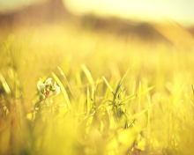 Macro Grass on Meadow screenshot #1 220x176