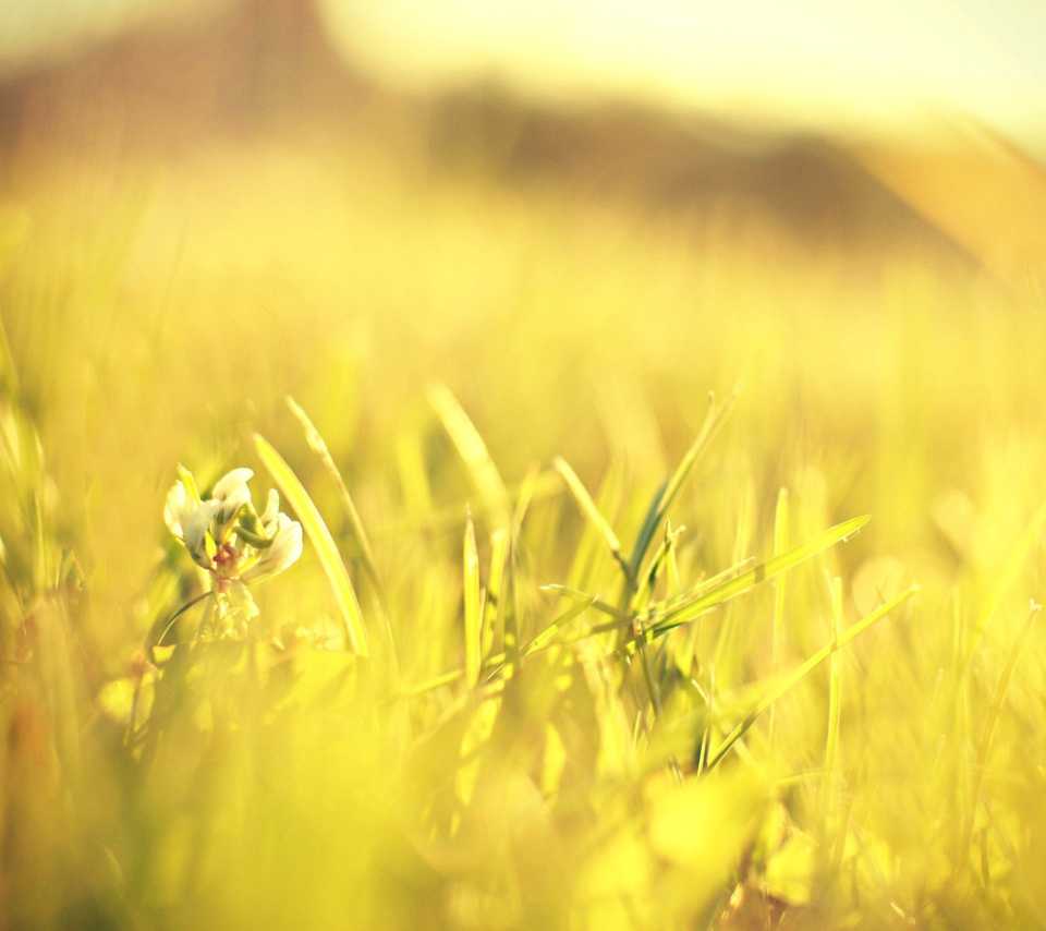 Sfondi Macro Grass on Meadow 960x854