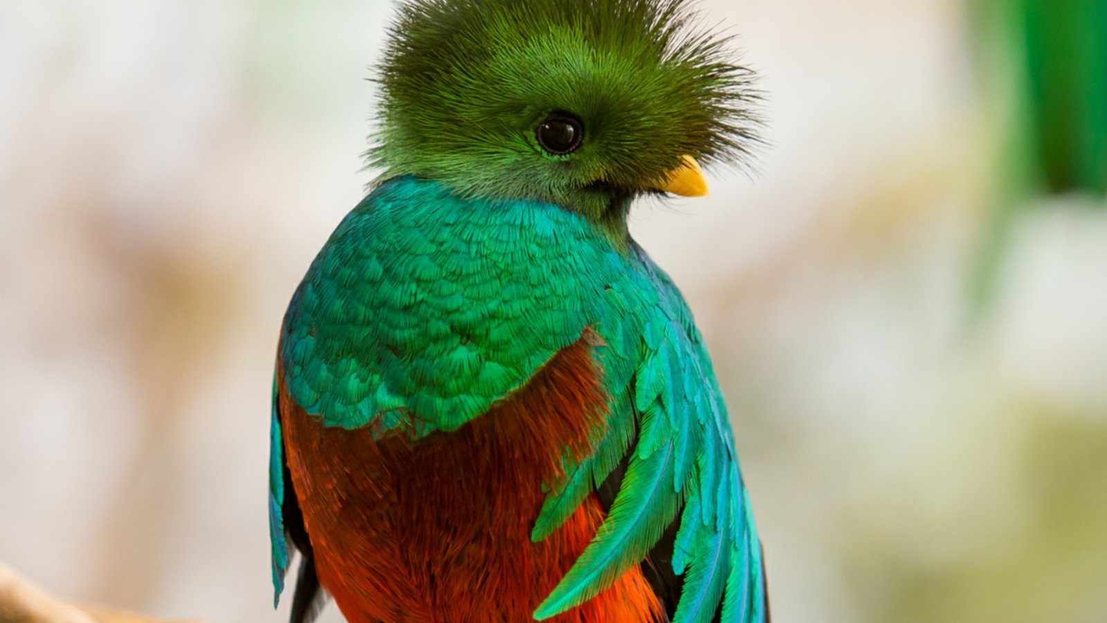 Sfondi Quetzal 1600x900