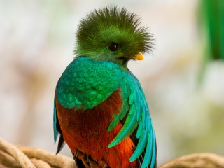 Sfondi Quetzal 320x240