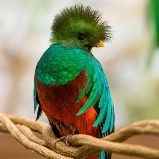 Quetzal - Obrázkek zdarma pro iPad mini