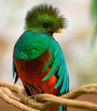 Quetzal - Obrázkek zdarma pro 480x800