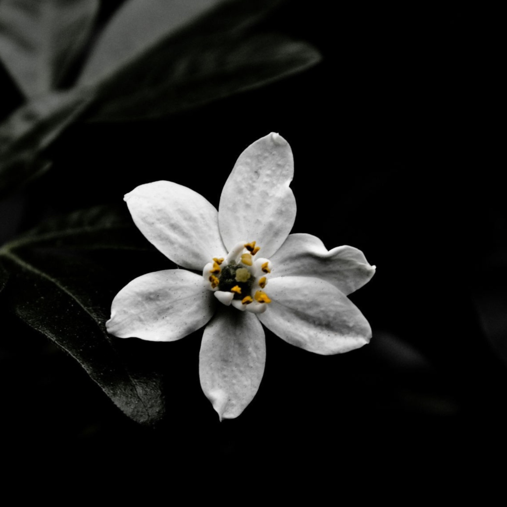 Fondo de pantalla White Flower On Black 1024x1024