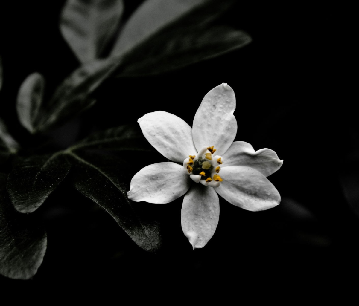 Sfondi White Flower On Black 1200x1024
