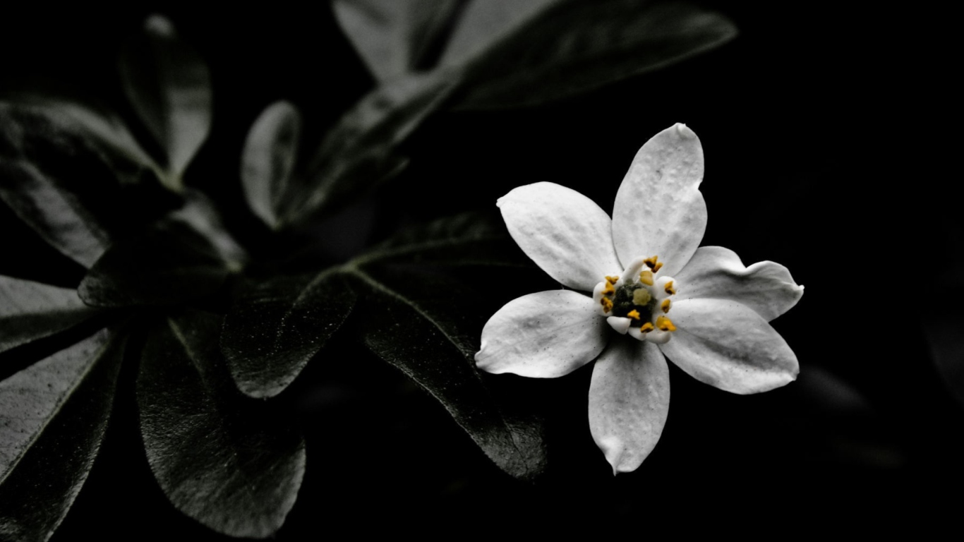 Screenshot №1 pro téma White Flower On Black 1366x768