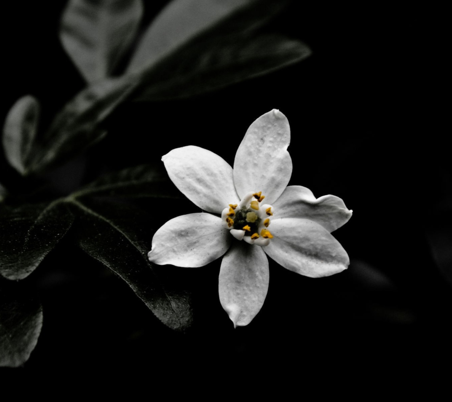 Обои White Flower On Black 1440x1280