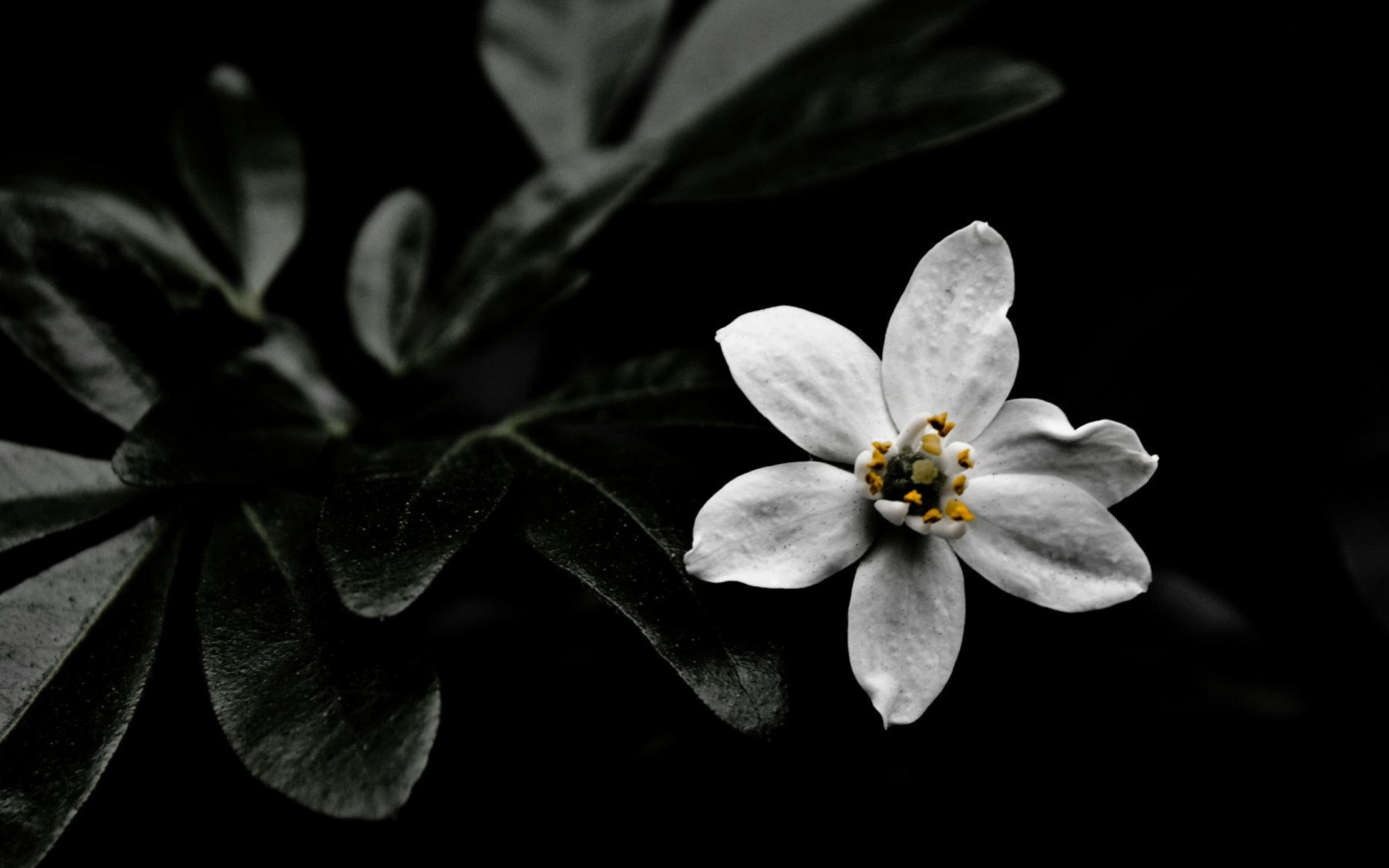 Fondo de pantalla White Flower On Black 1680x1050