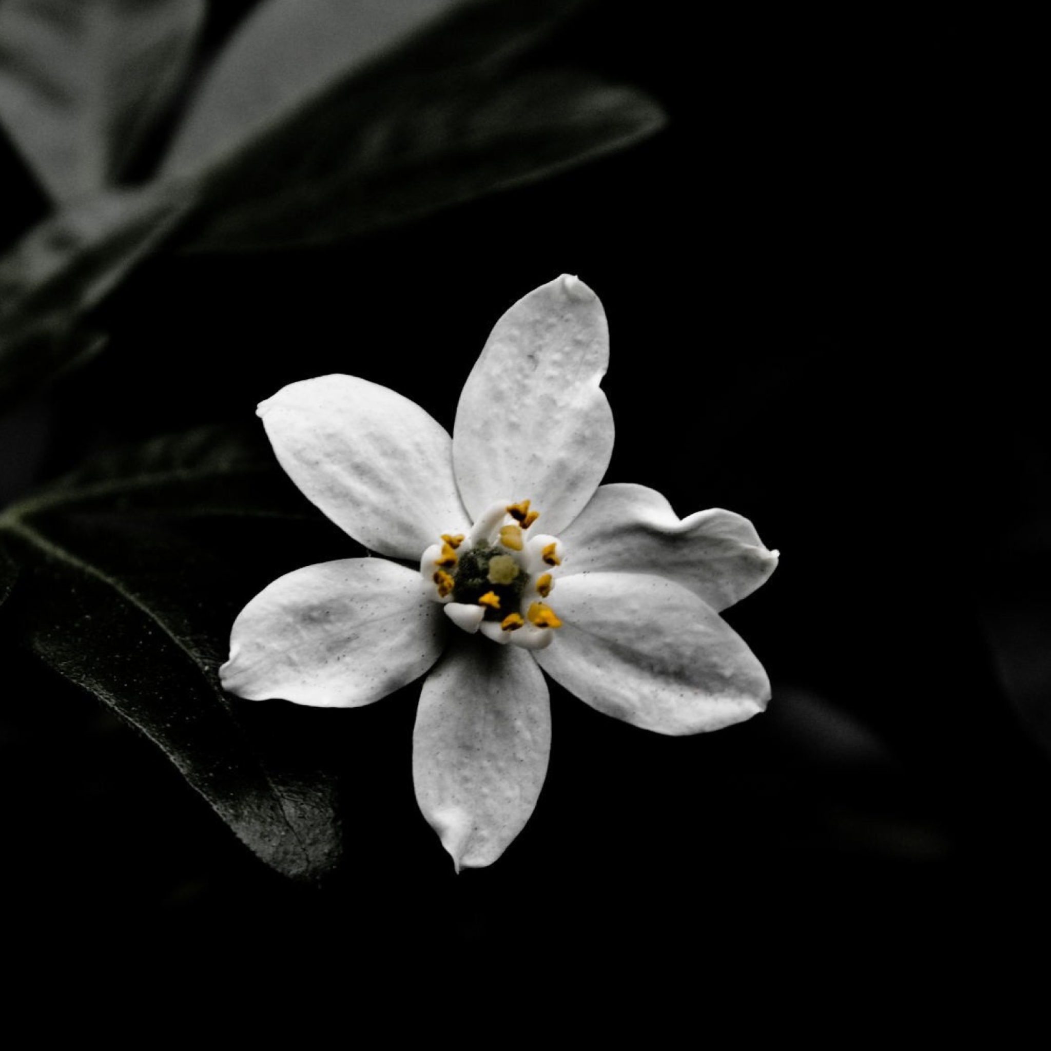 Screenshot №1 pro téma White Flower On Black 2048x2048