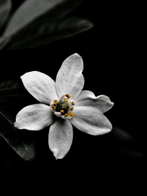 Fondo de pantalla White Flower On Black 480x640