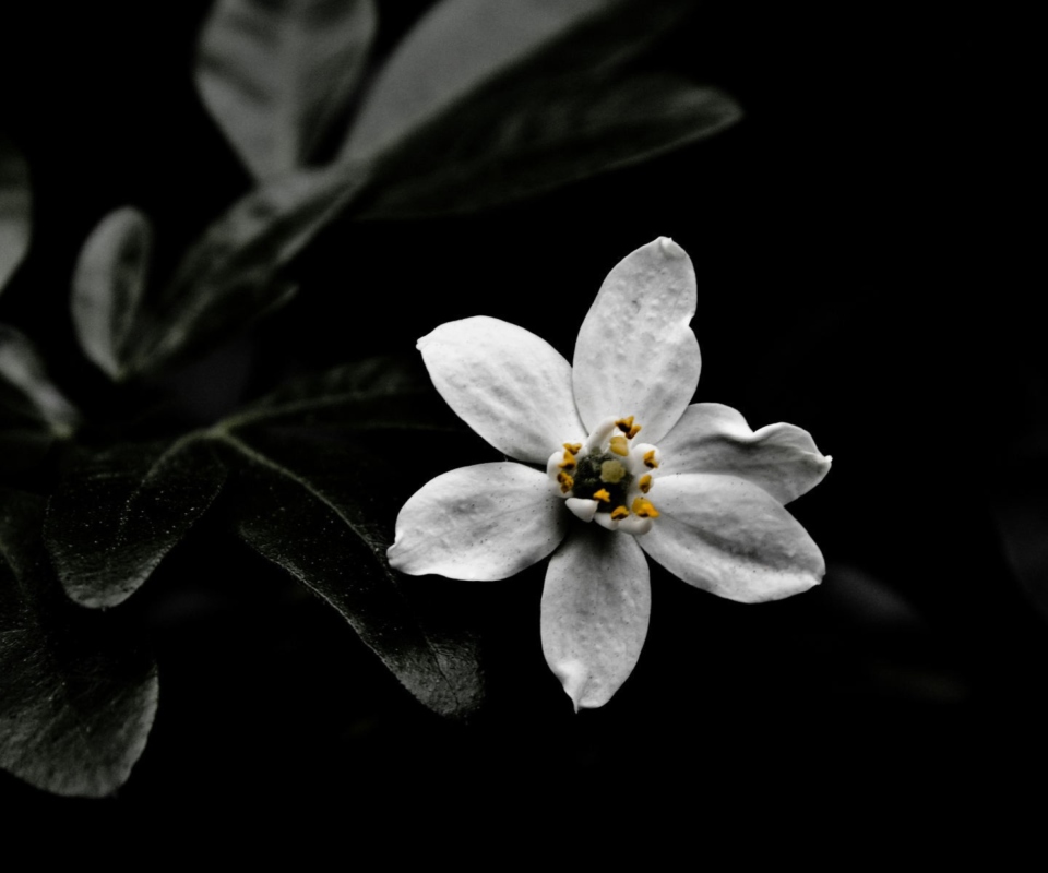 Screenshot №1 pro téma White Flower On Black 960x800