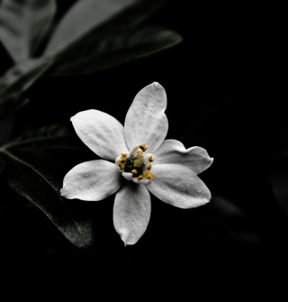 White Flower On Black Picture for 208x208