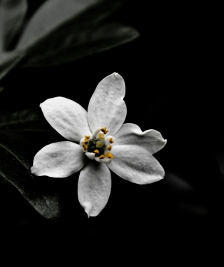 White Flower On Black - Obrázkek zdarma pro Nokia Asha 309
