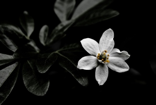 White Flower On Black - Obrázkek zdarma pro Fullscreen Desktop 1400x1050