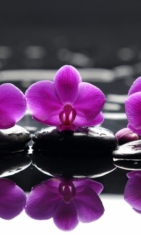 Screenshot №1 pro téma Spa Purple Flowers 480x800